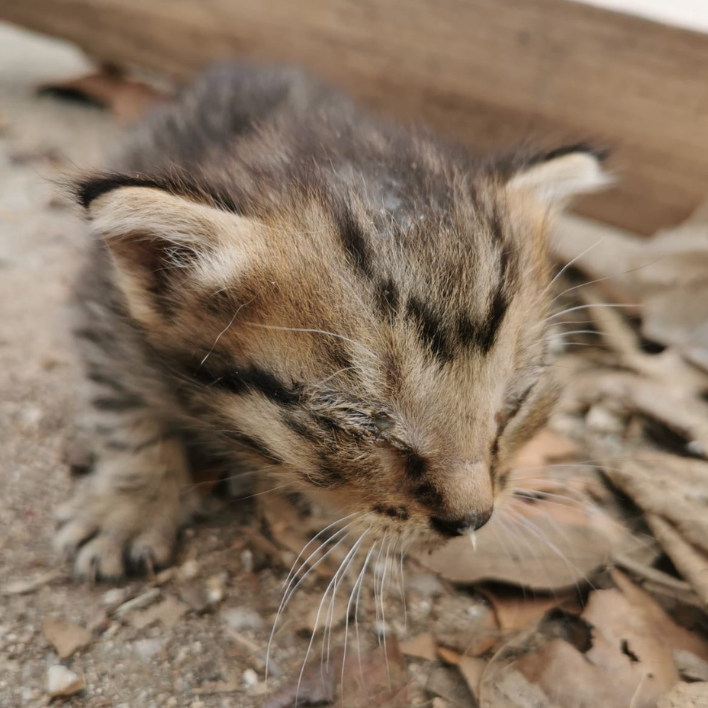 donaciones para organizaciones de animales sin fines de lucro